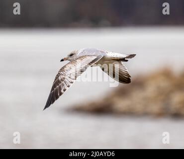 Primo piano del gabbiano del giovane Caspio durante il volo. Larus cachinnans. Foto Stock