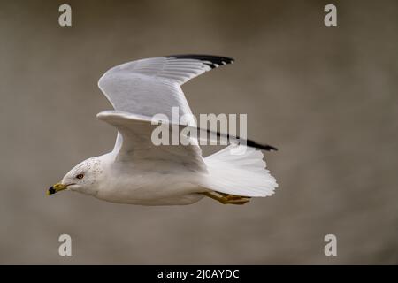 Primo piano del gabbiano Caspio durante il volo. Larus cachinnans. Foto Stock