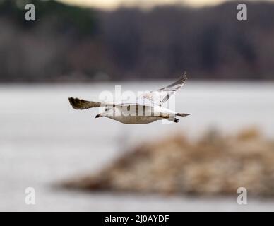 Primo piano del gabbiano del giovane Caspio durante il volo. Larus cachinnans. Foto Stock