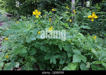 Chelidonium majus, Tetterwort, maggiore celandina Foto Stock