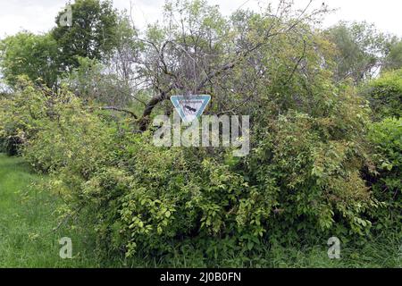 Bird Cherry, Prunus padus, cartello riserva naturale Foto Stock