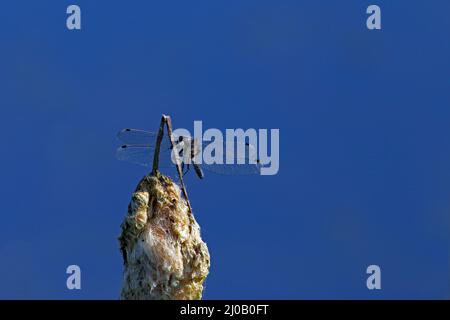 Bianco con macchie gialle, Leucorrinia pectoralis Foto Stock