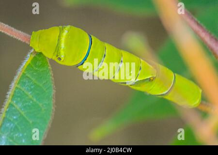 Primo piano di Green Worm mangiare foglie verdi Foto Stock