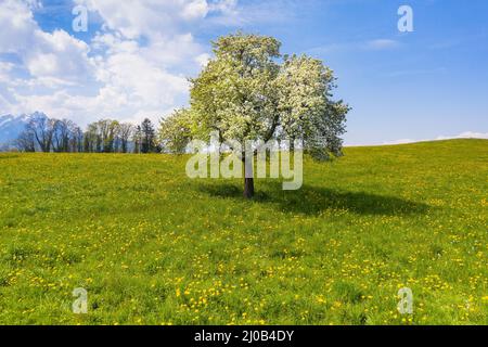 Molla. Ciliegia fiorente. Natura svizzera in primavera. Monte Pilatus. Foto Stock