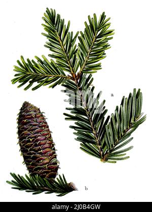 Abete europeo o abete argento, ramo abete e cono abete Abies alba SYN. Picea alba, (libro di botanica, 1909), Weißtanne, Tannenzweig und Tannenzapfen Foto Stock