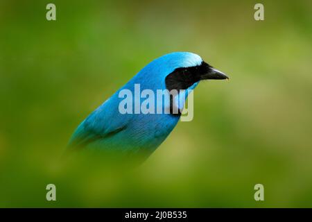 Jay turchese, Cyanolyca turcosa, ritratto di dettaglio di bellissimo uccello blu dalla foresta tropicale, Guango, Ecuador. Primo piano disegno di legge ritratto di jay nel dar Foto Stock