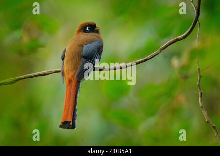 Togon mascherato, Togon personatus uccello rosso e marrone nell'habitat naturale, San Isidro, Ecuador. Uccello tropico rosso. Foto Stock