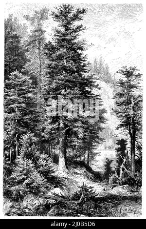 Abete europeo o abete argento, Abies alba SYN. Picea alba, Heyn, Ernst (1841-1894) (libro di botanica, 1899), Weißtanne, sapin blanc Foto Stock