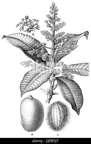 Mango, un fiore, b frutto, c nucleo di pietra, Mangifera indica, (, ), Mango, Mangobaum, a Blüte, b Frucht, c Steinkern, Manguier, un pulce, b frutta, c noyau de pierre Foto Stock