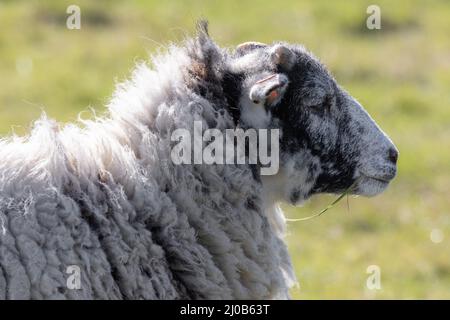 Pecora che giace in un campo soleggiato Foto Stock