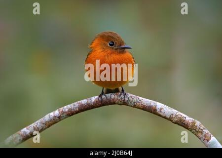 Cannella flycatcher, Pyrhomyias cinnamomeus, piccolo uccello arancione carino seduto sul ramo nell'habitat naturale. Flycatcher sull'albero di San Isidro Foto Stock