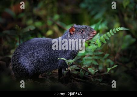 Aguti in natura. Dettaglio testa ritratto di agouti. Nero aguti, Dasyprocta fuliginosa, Sumaco, Ecuador. Animale carino nell'habitat naturale, tropico scuro Foto Stock