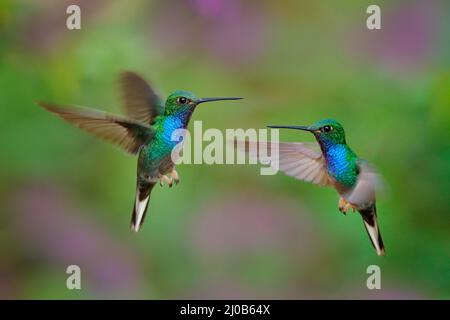 Hillstar verde, Urocroa bougueri leucura, colibrì verde blu di San Isidro in Ecuador. Due uccelli volano lotta nella foresta tropicale. Ronzio Foto Stock