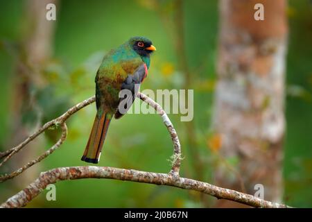 Fauna selvatica Ecuador. Togon mascherato, Togon personatus uccello verde e marrone nell'habitat naturale, San Isidro, Ecuador. Uccello seduto sul ramo di albero in Foto Stock