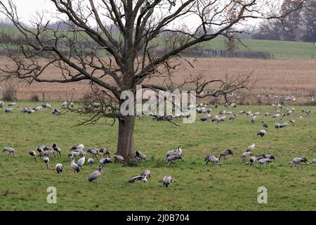 Gru (Grus grus), Lac du Der-Chantecoq, Francia Foto Stock