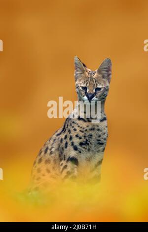 Serval, Leptailurus serval, gatto selvatico nativo dell'Africa. Serval in deserto di sabbia rossa. Bellissimo gatto selvatico in habitat naturale, Kruger NP, Sudafrica. Anima Foto Stock
