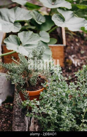 Rosmarino, origano e zucca che crescono in giardino Foto Stock