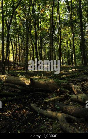 Foresta di faggio, Lower Oder Valley National Park, DE Foto Stock