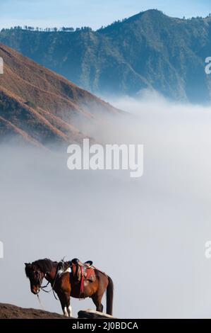 Lonely marrone a cavallo nella parte anteriore delle montagne e il cielo blu Foto Stock