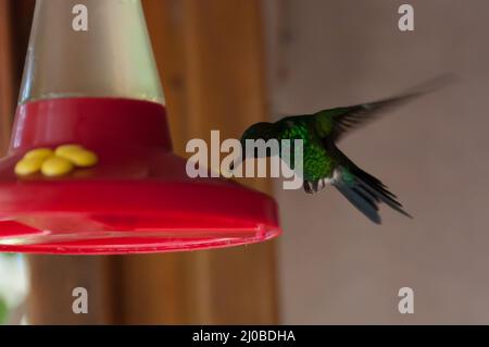 Ronzio uccello di mangiare o bere mentre si è in volo dal rosso dispenser acqua Foto Stock