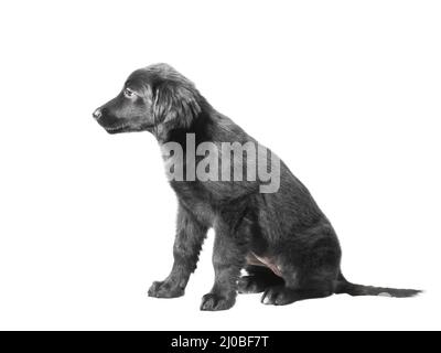 Bella colorati di nero grazioso cucciolo HOVAWART su sfondo bianco Foto Stock