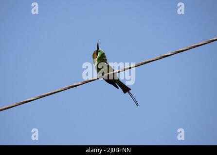 uccello sparrow seduto su cavo elettrico Foto Stock