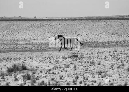 Un cavallo selvaggio nel deserto della namibia a garub sulla strada per luderitz Foto Stock