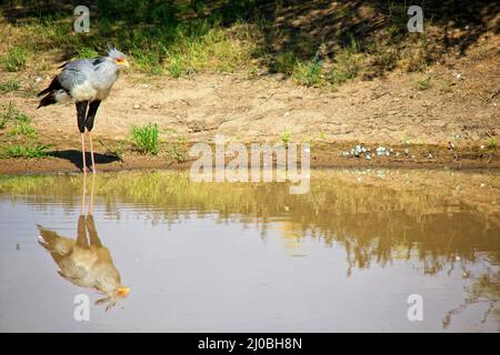 Un uccello segretario vicino ad un pozzo d'acqua al parco di trasferimento di kgalagadi Sud africa Foto Stock