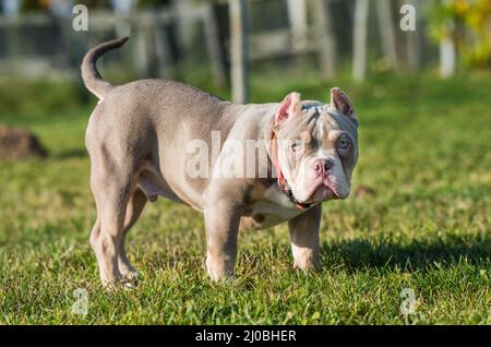 Una tasca Lilac colore maschio American Bully cucciolo cane è a piedi. Foto Stock