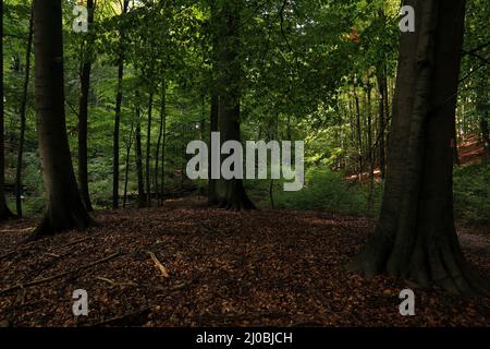 Sito Patrimonio dell'Umanità Grumsiner Wald, Brandeburgo, DE Foto Stock