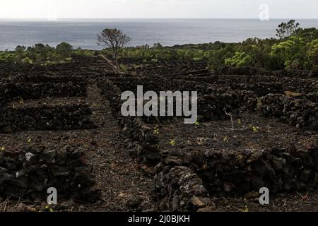 Paesaggio della cultura vinicola dell'isola di Pico, patrimonio dell'umanità, Azzorre Foto Stock