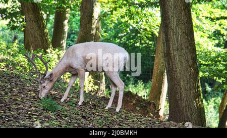 Cervi dalla coda bianca isolati in una foresta decidua. Fotografia animale del mammifero. Il cervo sta alimentando. Foto Stock