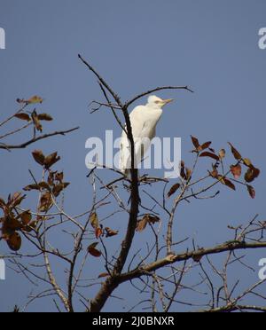 heron seduto su un ramo d'albero Foto Stock