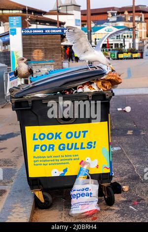 Inghilterra, Dorset, Bournemouth, Bournemouth Seafront, Seagulls che si nutrono di rifiuti traboccanti Foto Stock