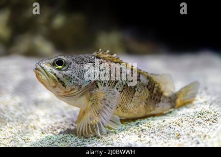 Pesce nero (Helicolenus dactylopterus) che riposa sul fondale. Foto Stock