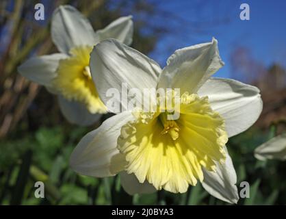 Graziosi naffodoli bianchi con una tromba giallo chiaro che cresce in natura. È una cultivar con il nome 'Ice Follies', quindi qualcuno ha piantato un bulbo qui. Foto Stock