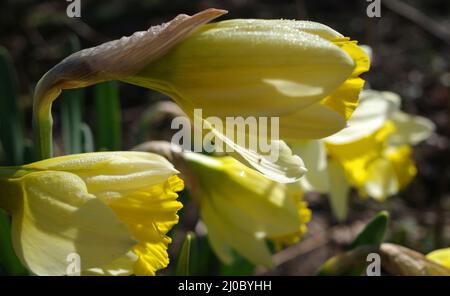 Metà aperta daffodils giallo coperto con rugiada del mattino Foto Stock