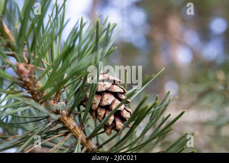 Primo piano di coni di pino su un ramo di albero che cresce all'aperto in boschi Foto Stock