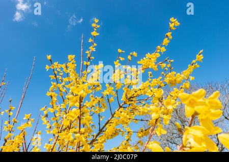 Guardando in su i fiori gialli della forsizia contro un cielo blu. Foto Stock