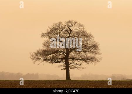 Albero di quercia solitario in una giornata nuvolosa con polvere di Sahara nell'aria. Marzo 2022. Hertfordshire. REGNO UNITO Foto Stock