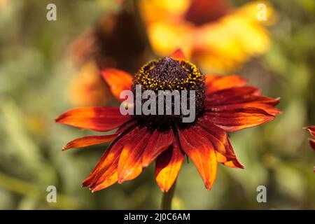 Echibeckia daisy flower è un incrocio tra Echinacea e Rudbeckia chiamato Summerina brown Foto Stock