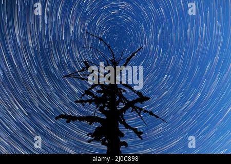 Via Lattea. Stelle cadenti. Silhouette di albero morto. Intervallo di tempo Foto Stock