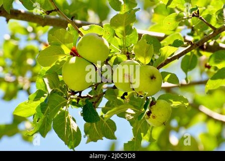 Mele malate che crescono su uno spreco di cibo-albero Foto Stock