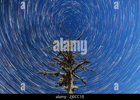 Via Lattea. Stelle cadenti. Intervallo di tempo albero morto Foto Stock