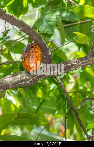 Organico frutto di cacao Cialde (Theobroma cacao) in natura Foto Stock