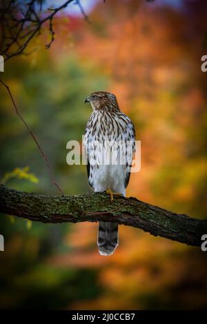 Un falco di Cooper siede su un ramo incorniciato dalle foglie autunnali Foto Stock