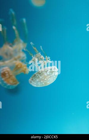 Golden jelly, Phyllorhiza punctata, è anche conosciuta come la campana flottante Foto Stock