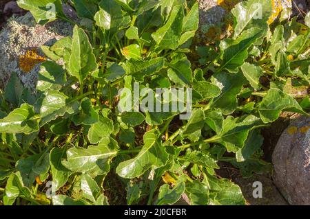 Barbabietola da mare (Beta vulgaris) che cresce sulla costa, Pembrokeshire, Galles, Regno Unito Foto Stock