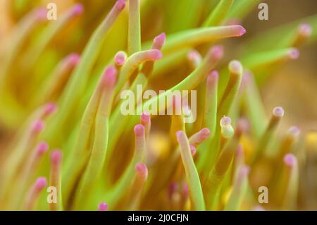 Snakelock anemone (Anemonia viridis) con alghe simbiotiche, rockpool, Pembrokeshire, Galles, Regno Unito Foto Stock