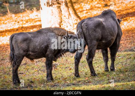 Wisent simile a bufala in un parco nazionale nella foresta bavarese in una giornata d'autunno soleggiato d'oro, Germania Foto Stock